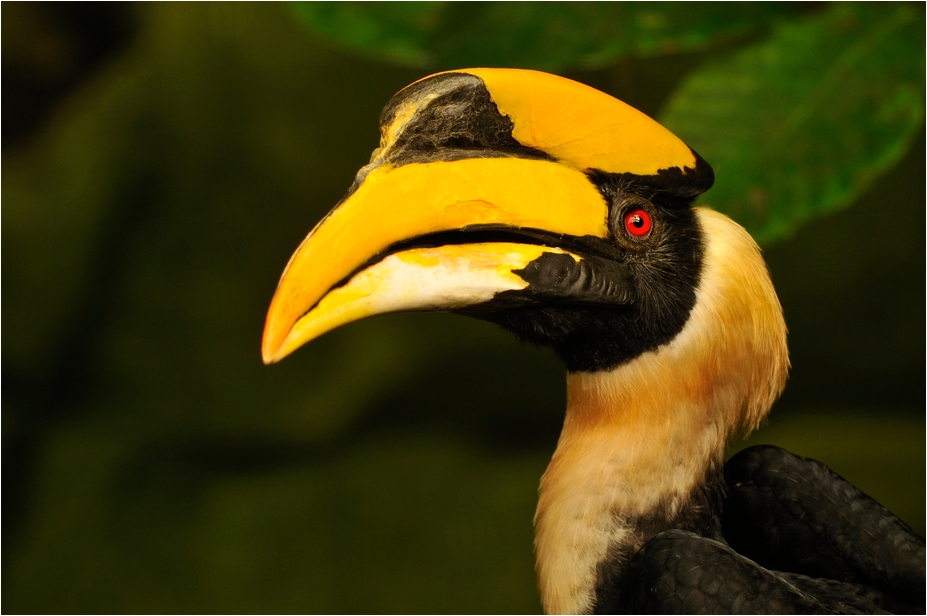 Great Indian hornbill at Köln Zoo