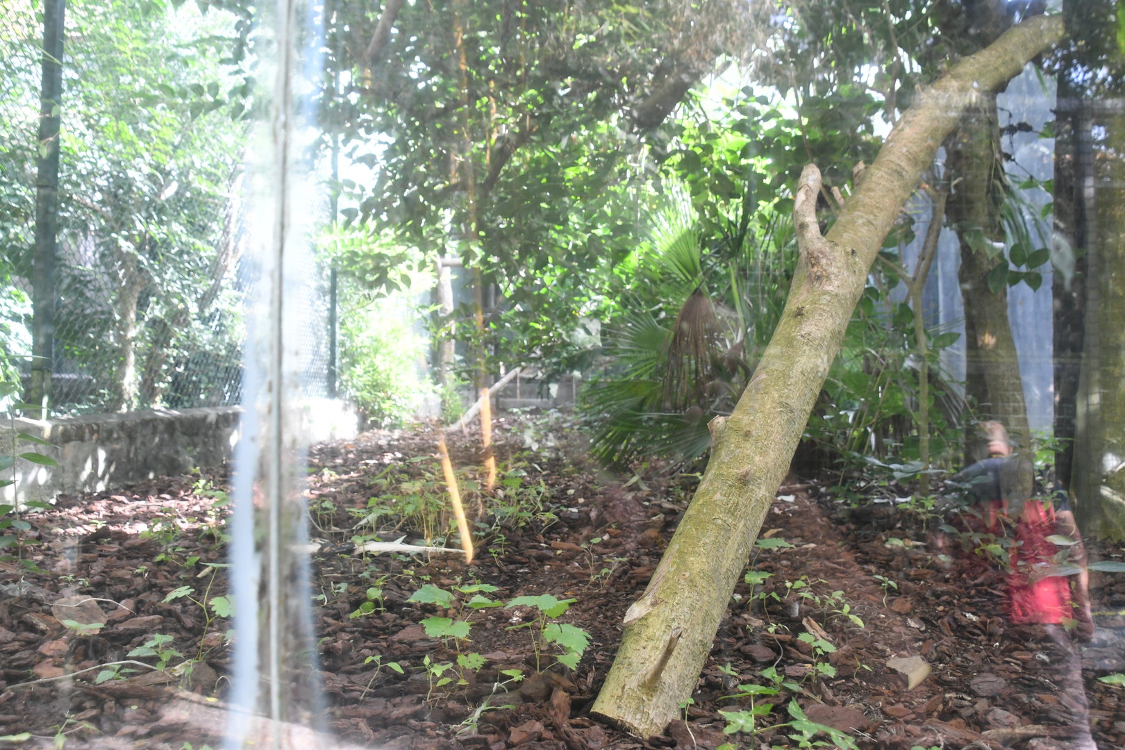 Great Indian Hornbill Aviary (Zoo Lourosa)