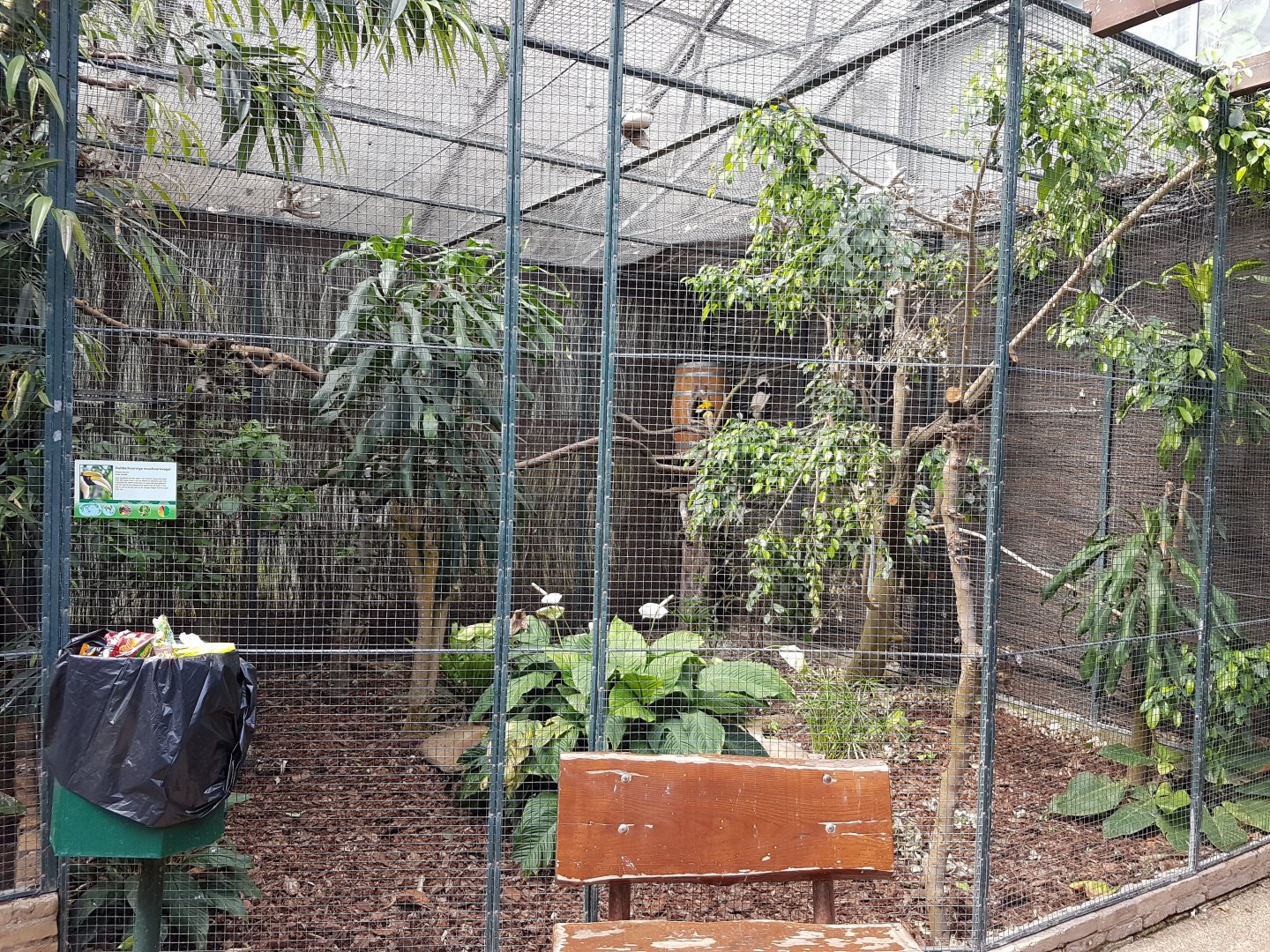 Great Indian hornbill-aviary