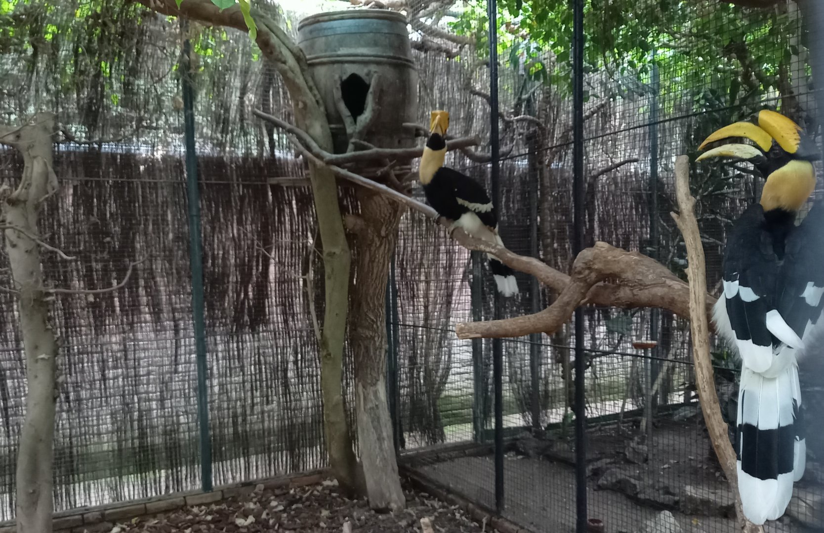 Great Indian hornbill aviary