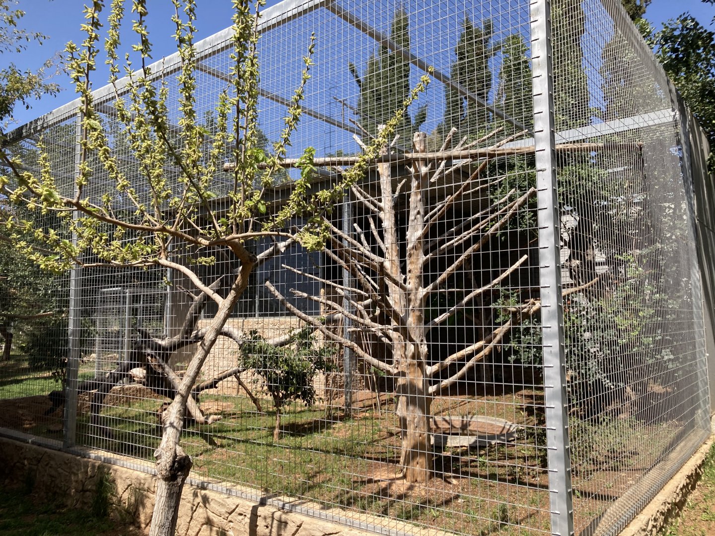 Great Indian hornbill aviary