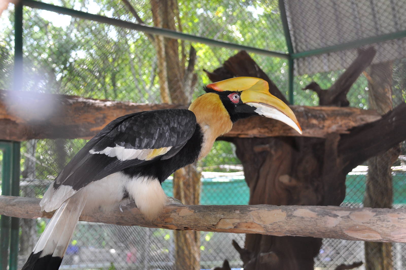 Great Indian hornbill/ Buceros bicornis homrai