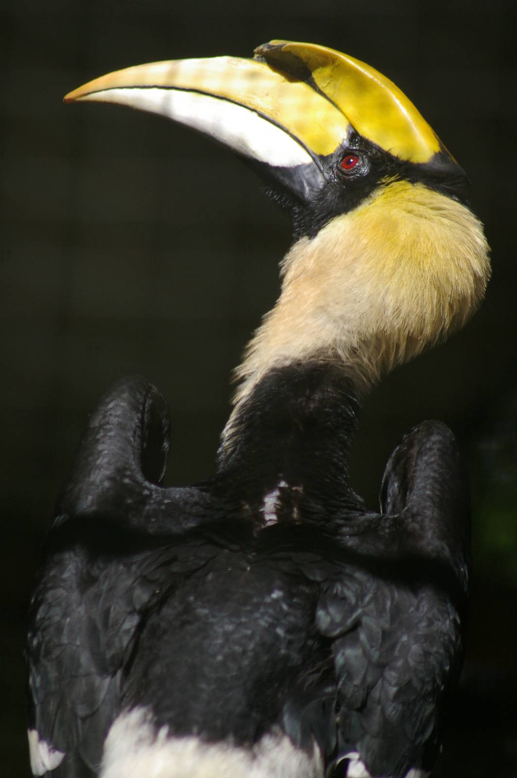 great Indian hornbill (Buceros bicornis)