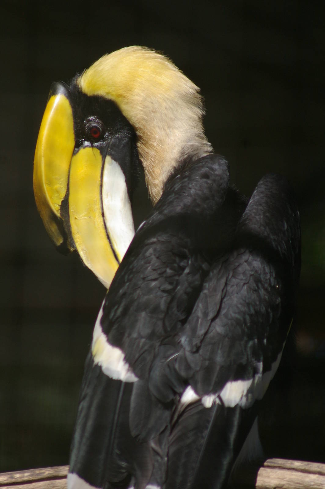 great Indian hornbill (Buceros bicornis)