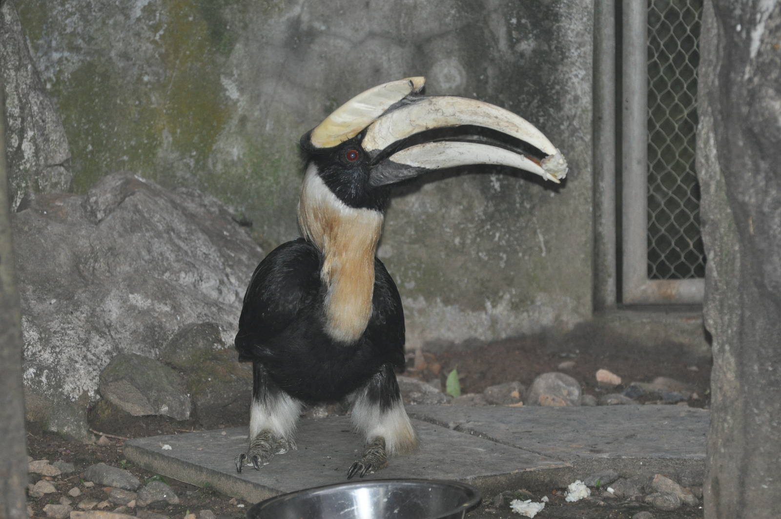Great Indian hornbill/ Buceros bicornis
