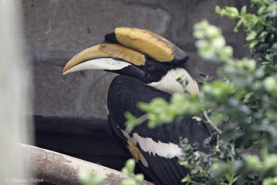Great Indian Hornbill (Buceros bicornis)