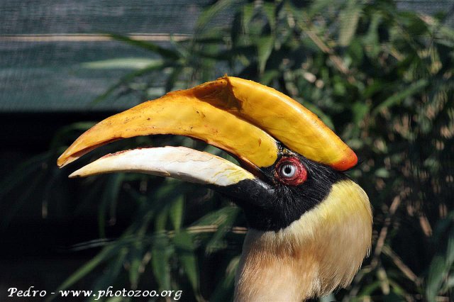 Great indian hornbill (Buceros bicornis)