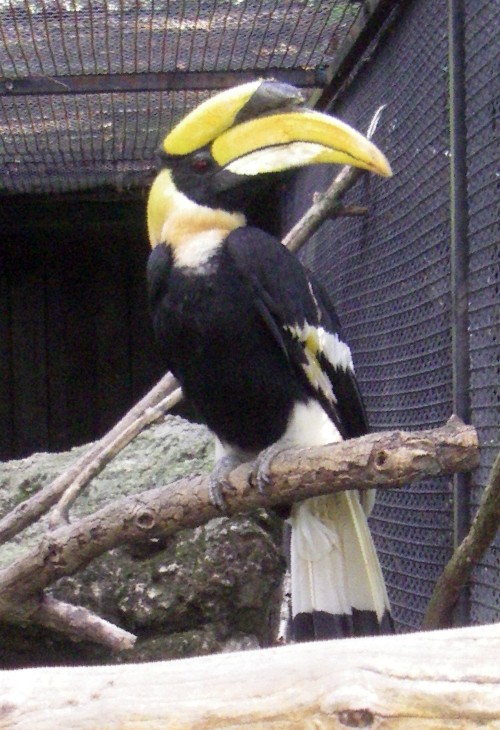 Great Indian Hornbill (Buceros bicornis)