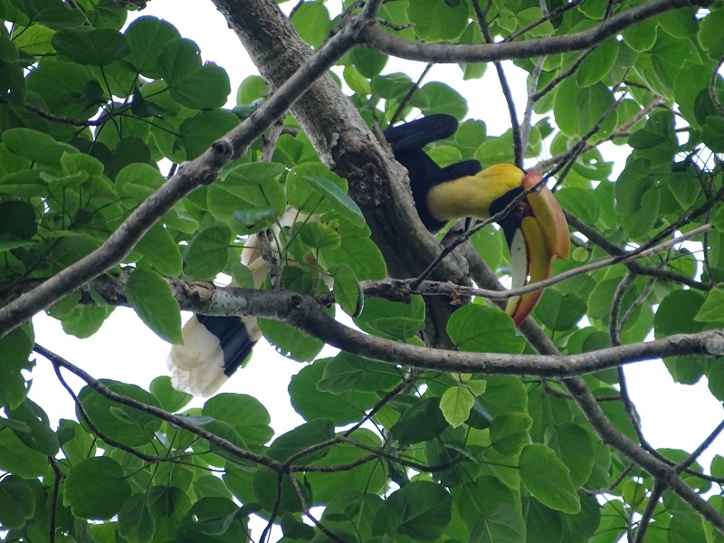 Great Indian hornbill (Buceros bicornis)