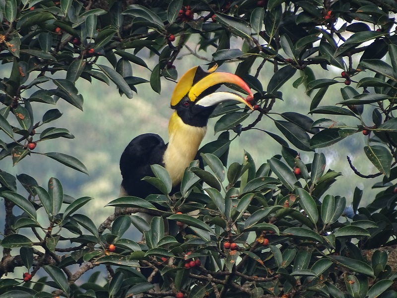 Great Indian hornbill (Buceros bicornis)