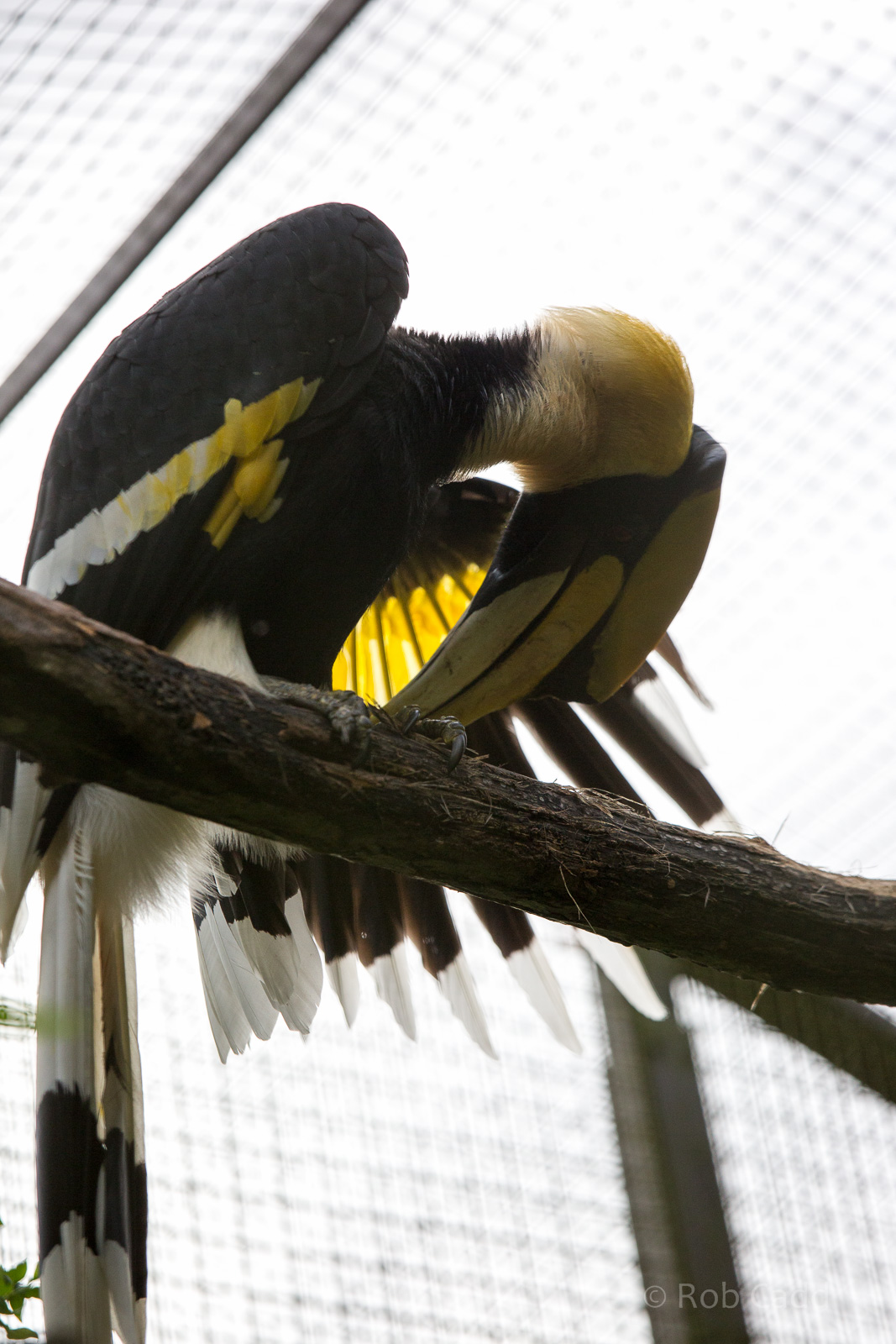 Great Indian hornbill : Cotswold WP : 25 Oct 2014