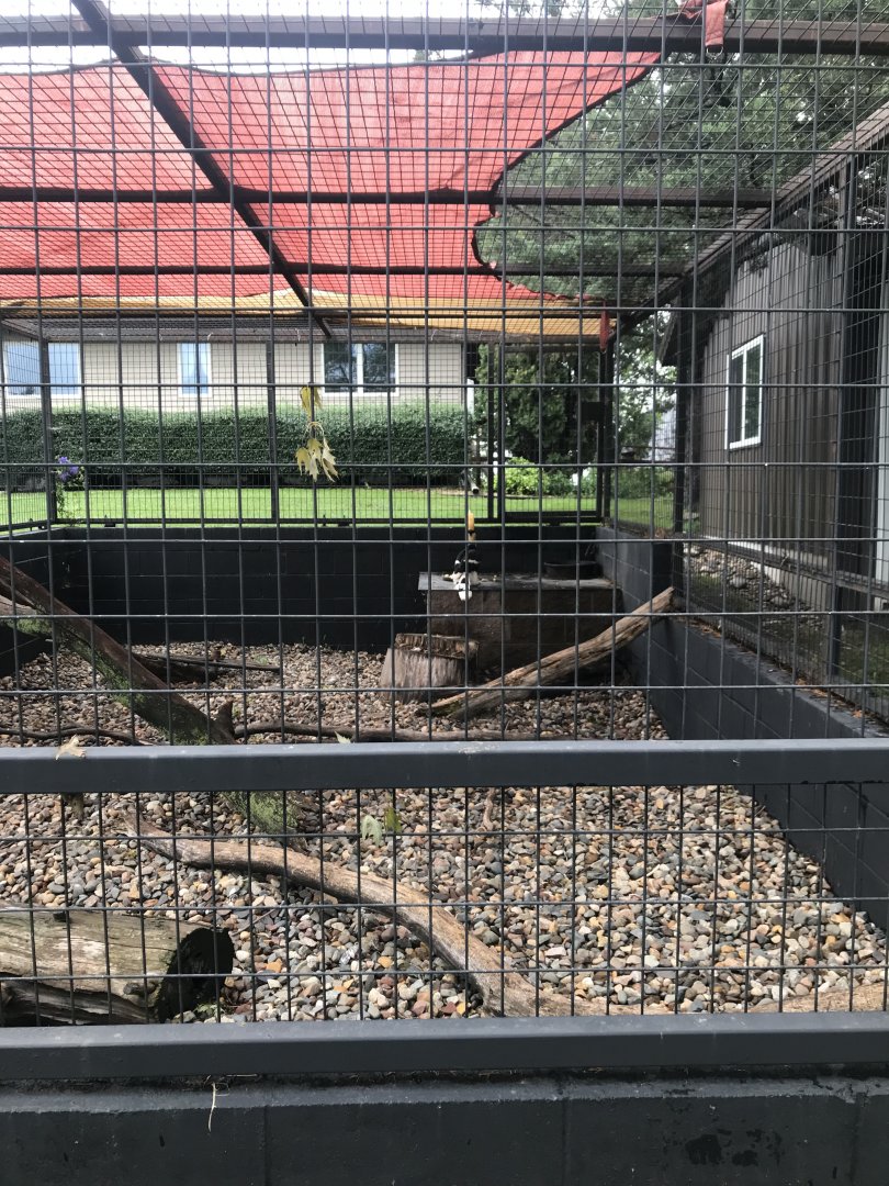 Great Indian Hornbill Exhibit