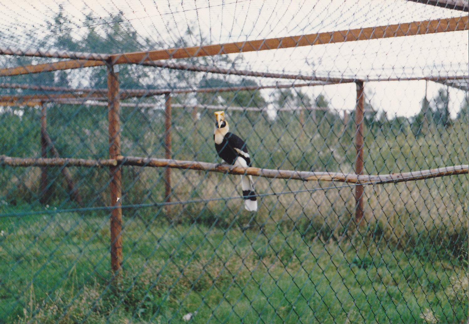 Great indian hornbill female