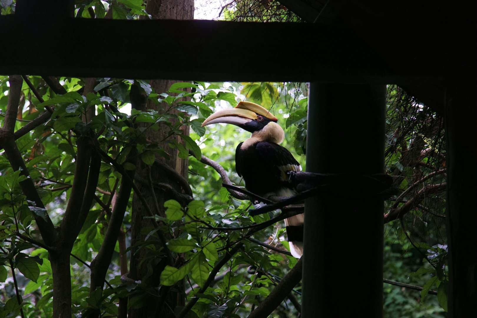 Great Indian hornbill inside the free-flight aviary