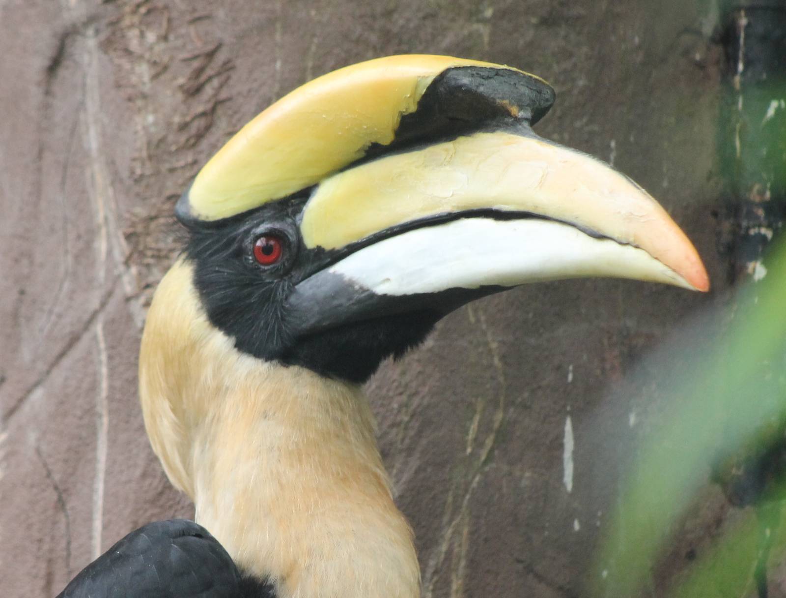 Great indian hornbill male