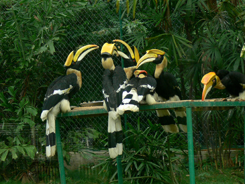 Great Indian hornbill of Nanning Zoo