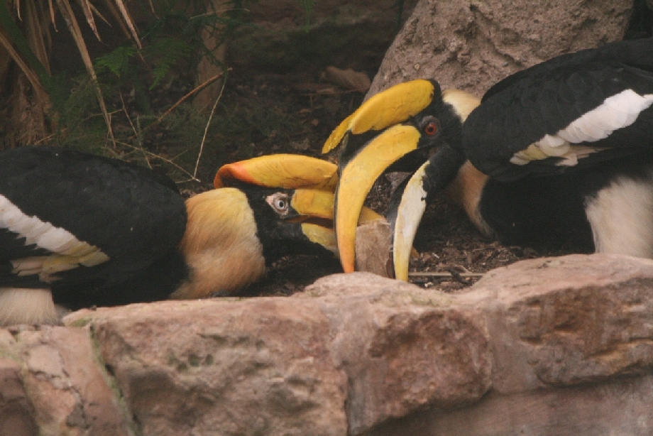 Great Indian hornbill pair #1