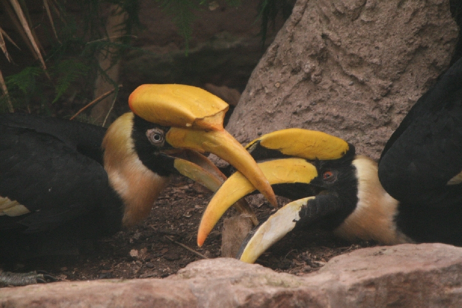 Great Indian hornbill pair #2