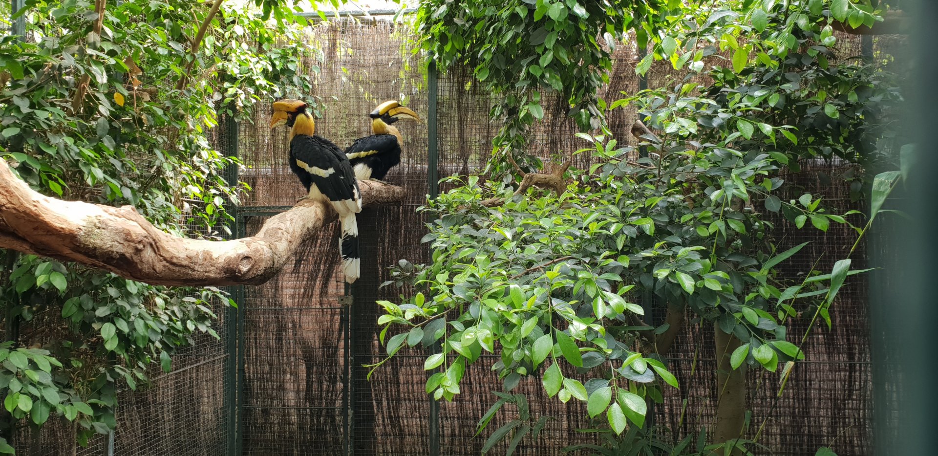 Great Indian hornbill - pair