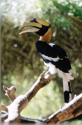 great indian hornbill, Reid Park Zoo