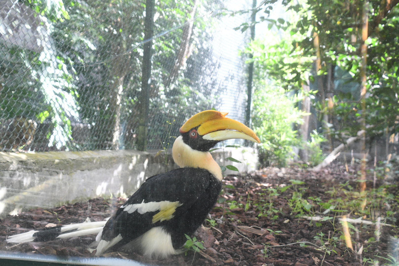 Great Indian Hornbill (Zoo Lourosa)