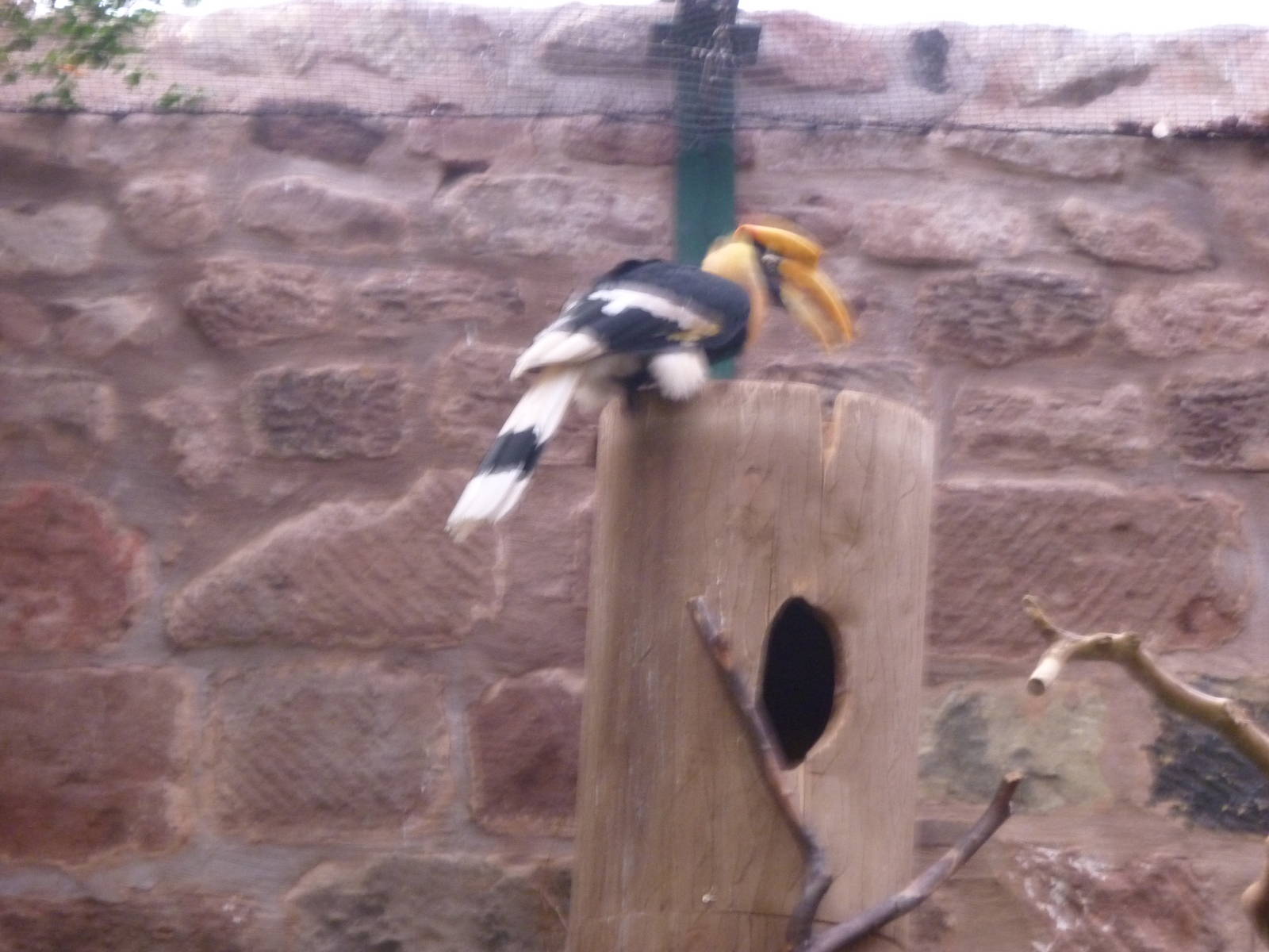 Great Indian hornbill