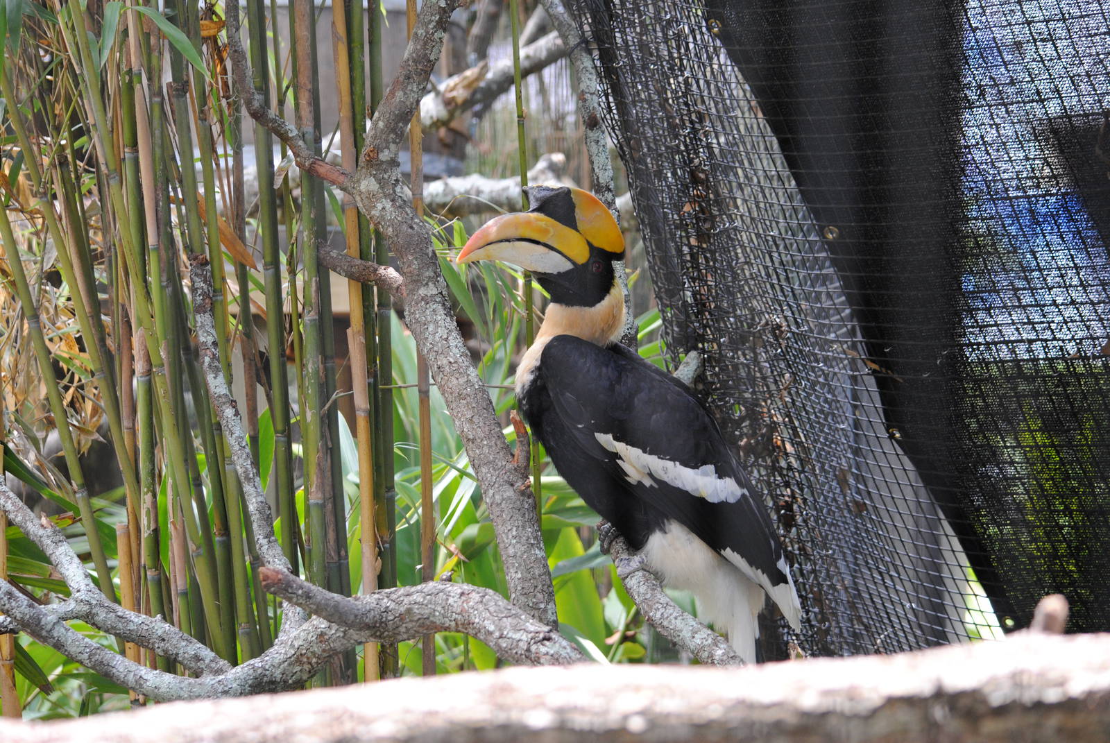 Great Indian Hornbill