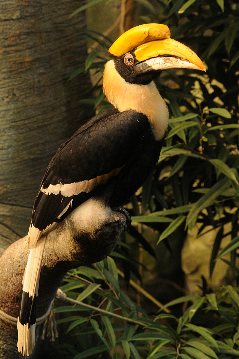 Great Indian hornbill