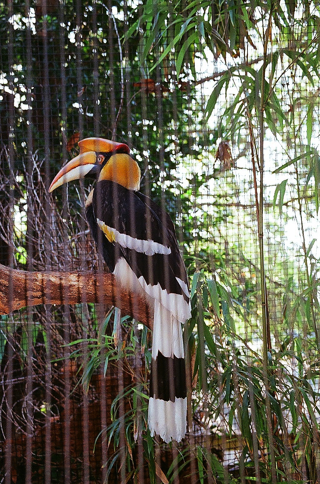 Great Indian Hornbill