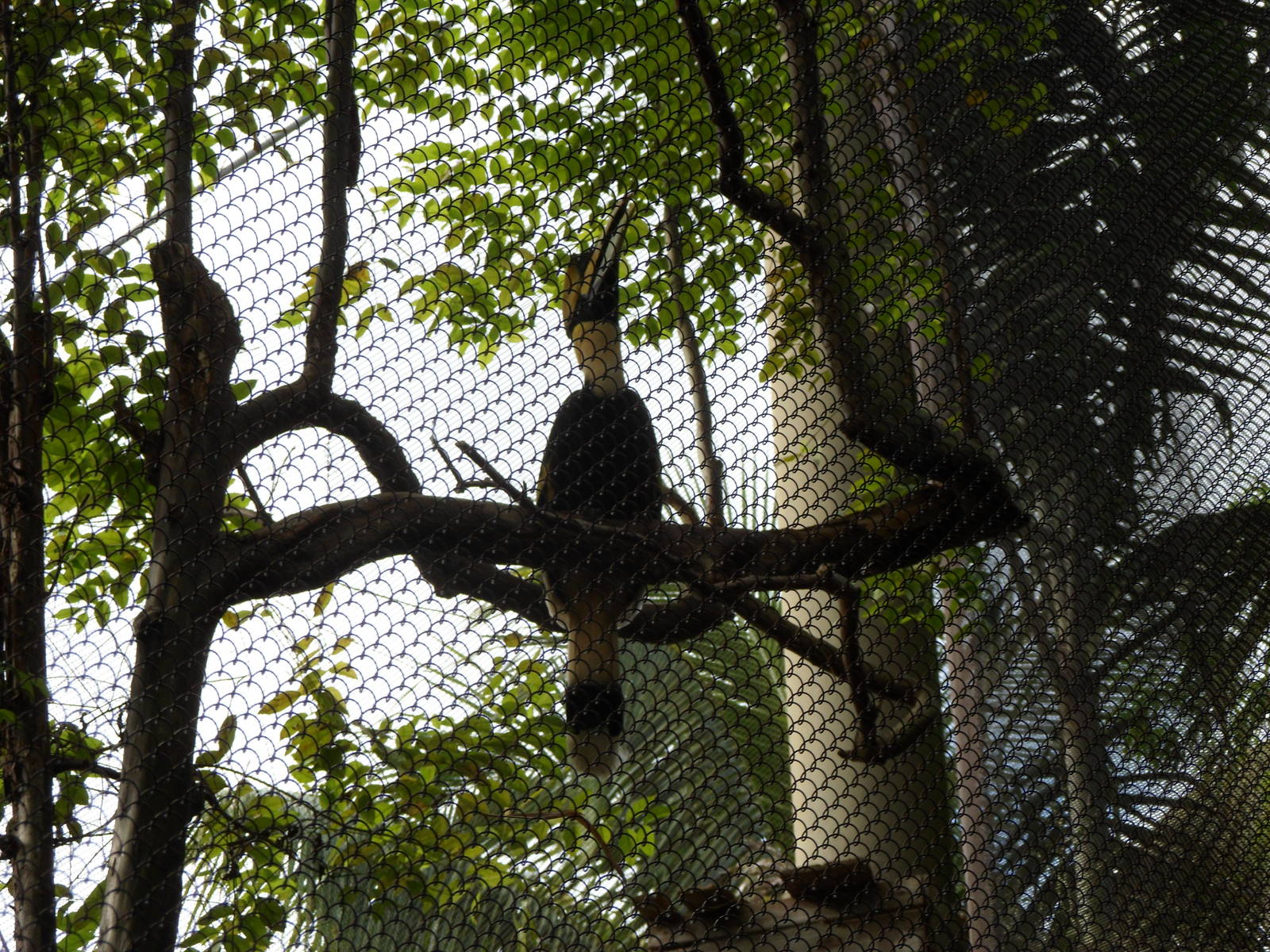 Great Indian Hornbill