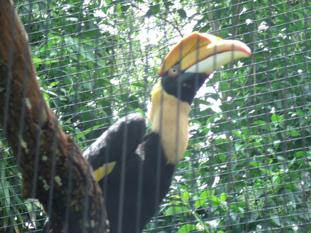 Great Indian Hornbill