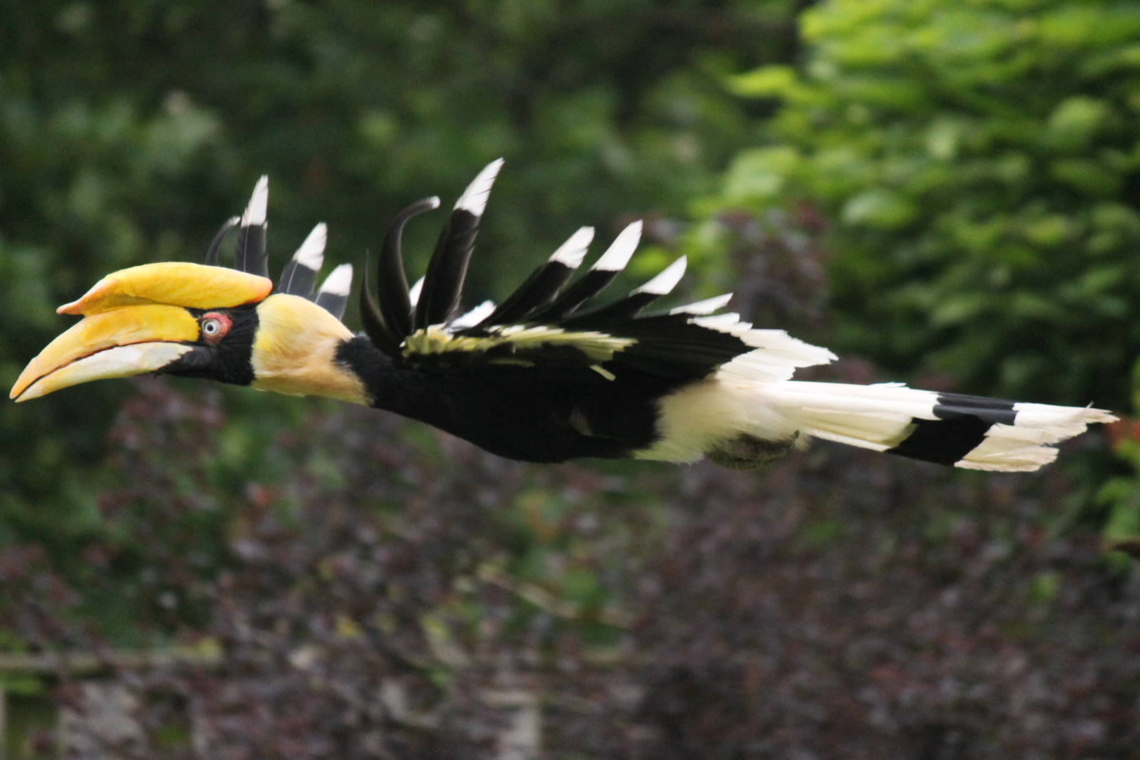 Great Indian hornbill