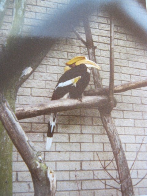 Great Indian Hornbill