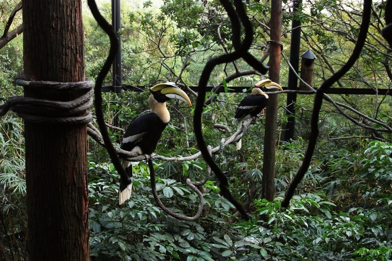 Great Indian hornbill