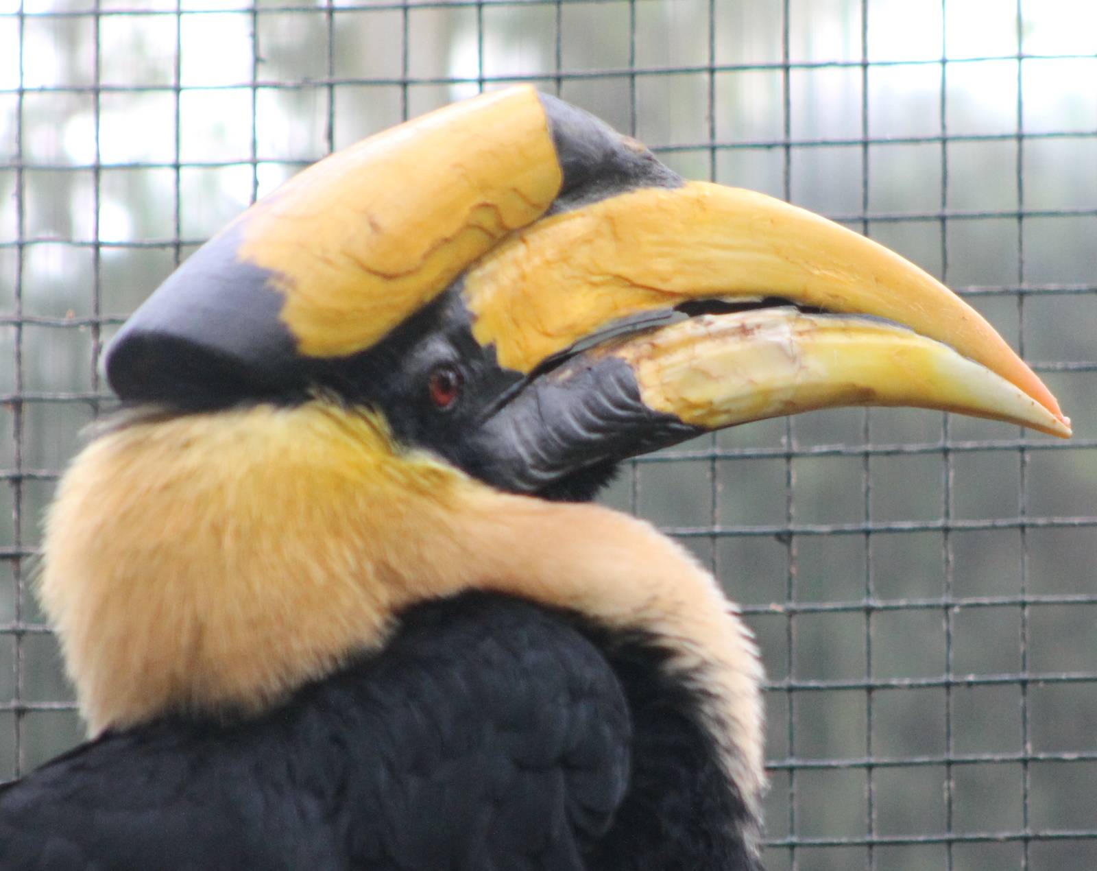 Great indian hornbill