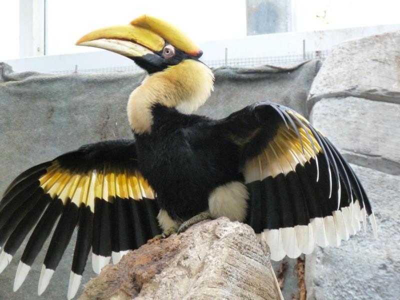 Great Indian Hornbill