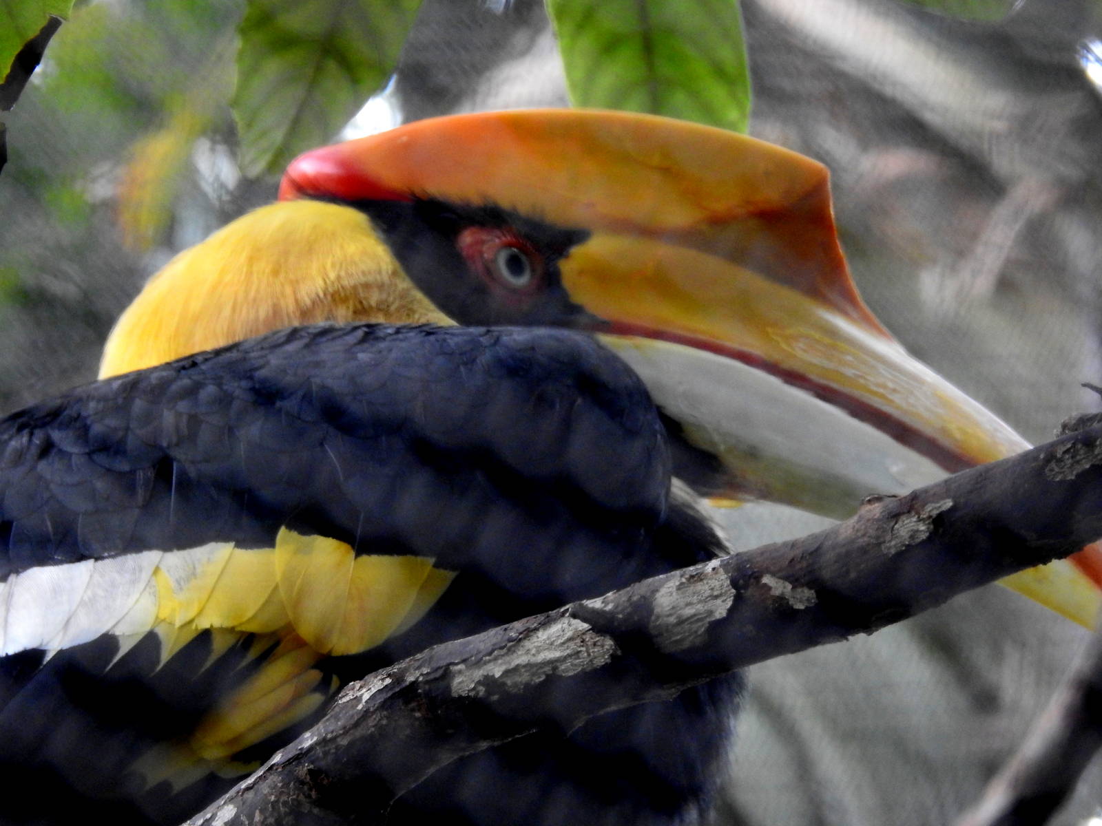 Great Indian Hornbill