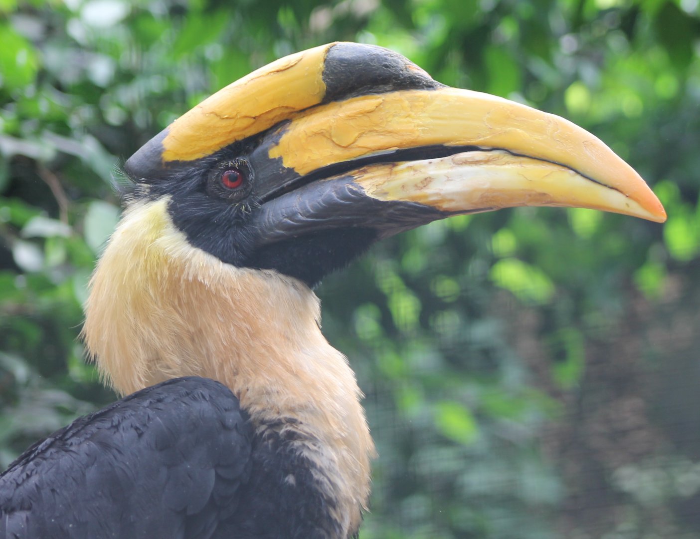 Great Indian hornbill