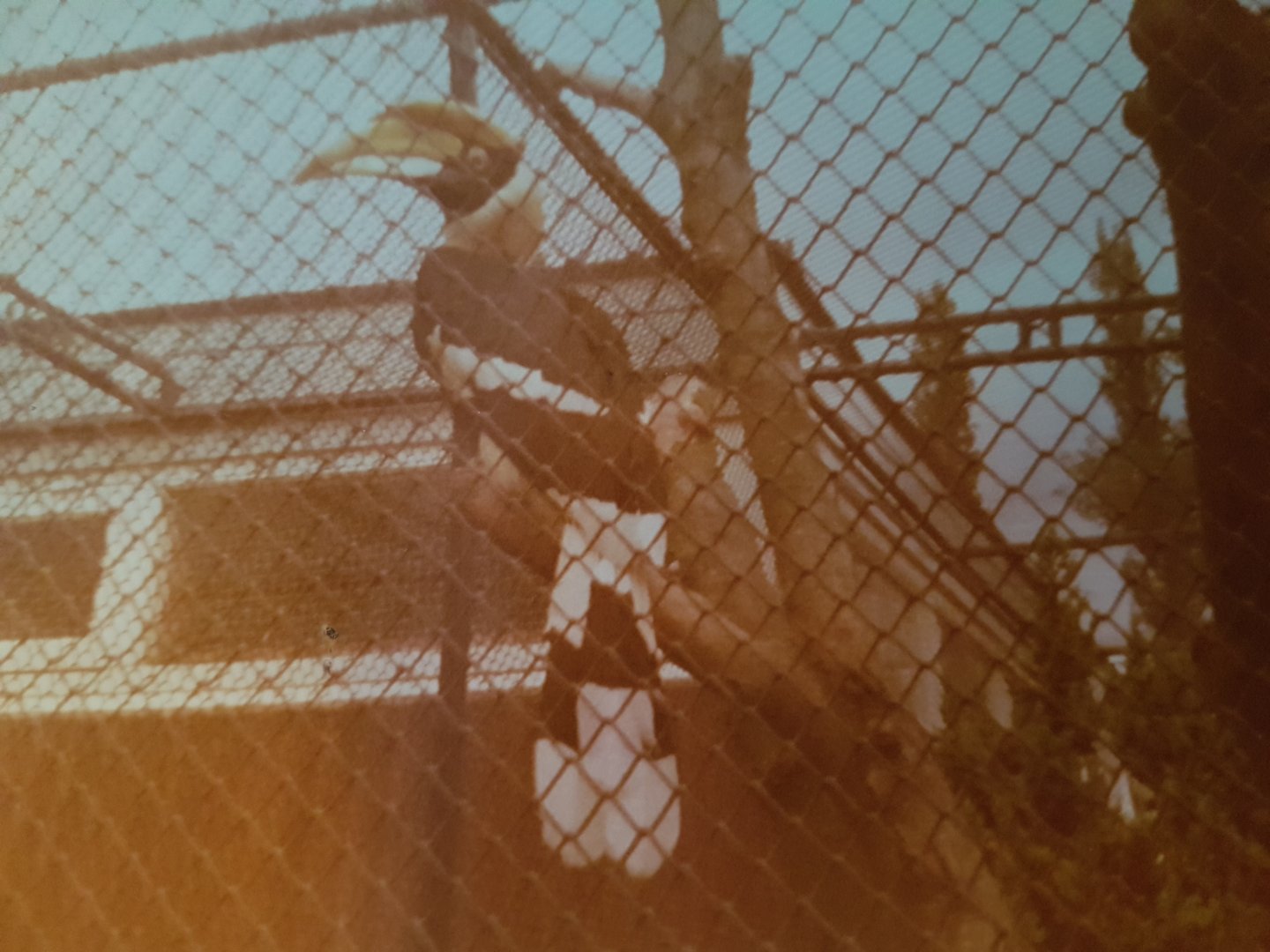 Great Indian hornbill