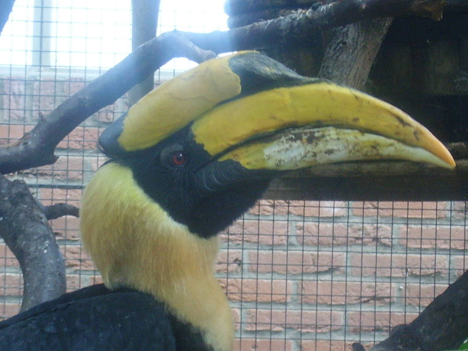 Great Indian Hornbill