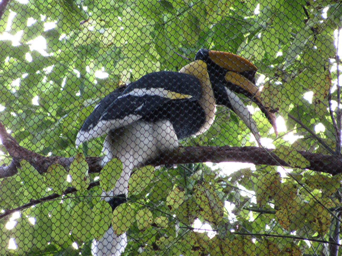 Great Indian Hornbill