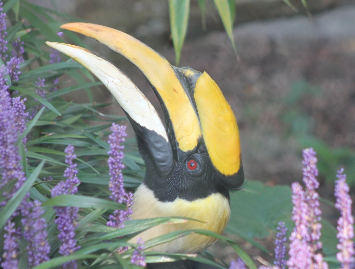 Great Indian hornbill