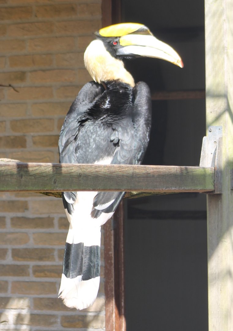 Great Indian hornbill