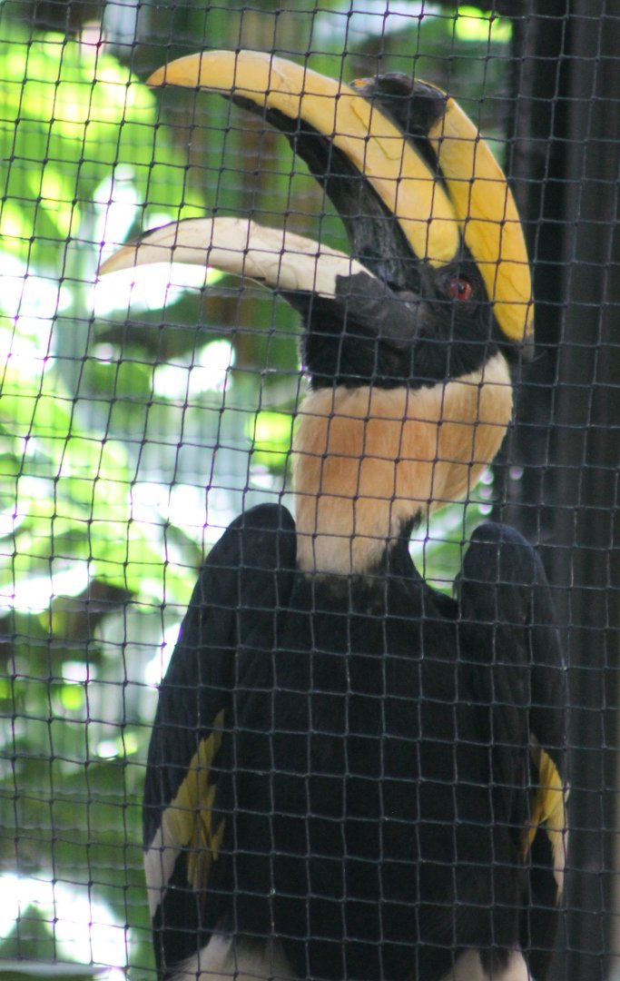 Great Indian hornbill