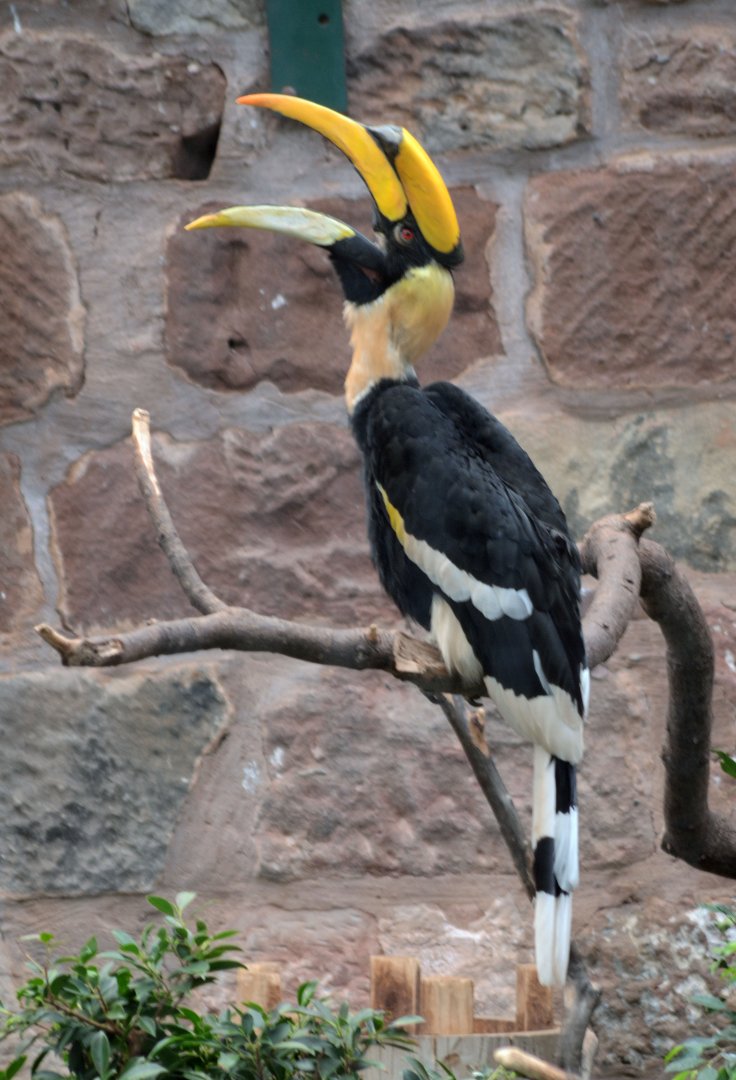 Great (Indian) Hornbill