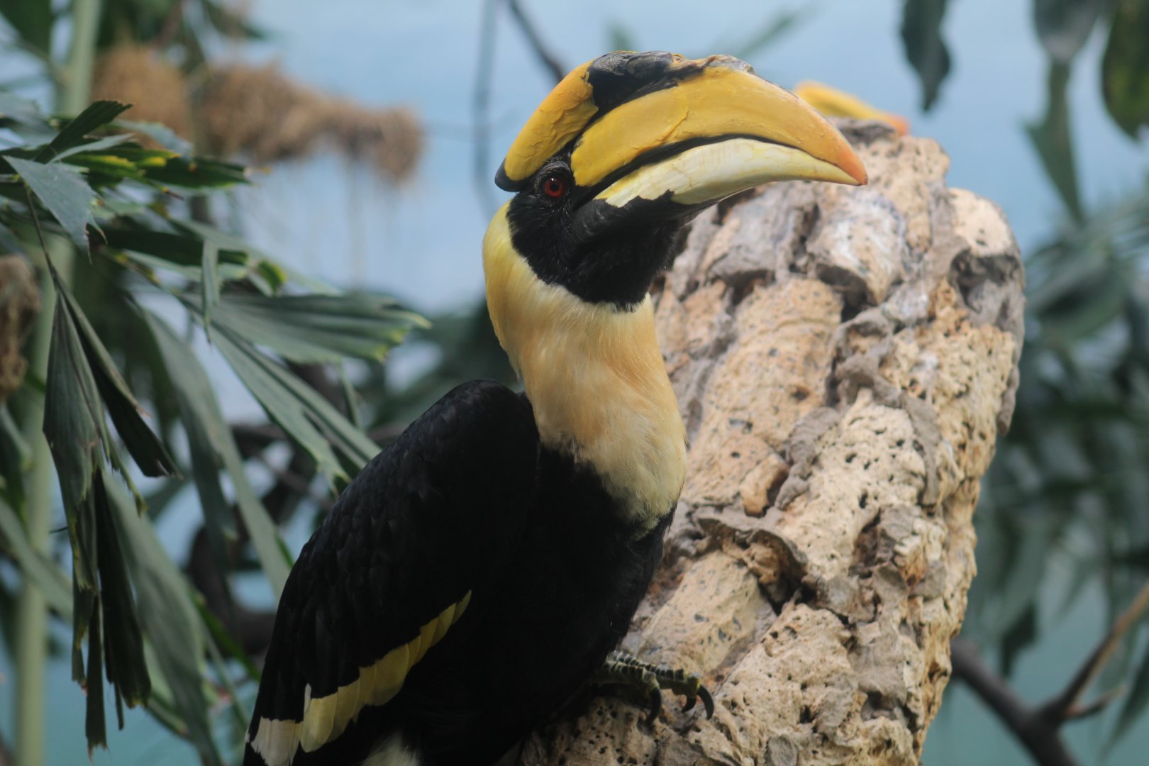 Great Indian Hornbill