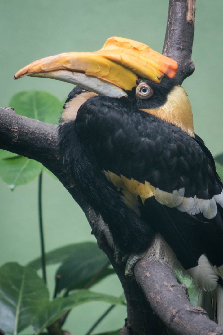 Great Indian hornbill