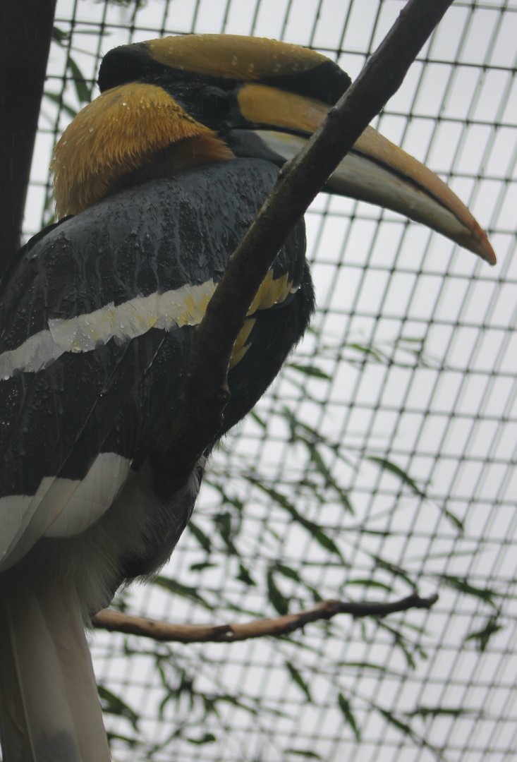 Great Indian hornbill