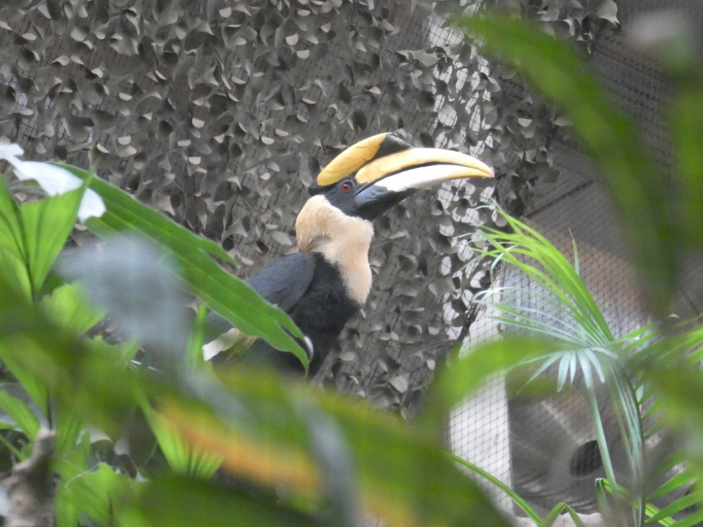 Great Indian hornbill