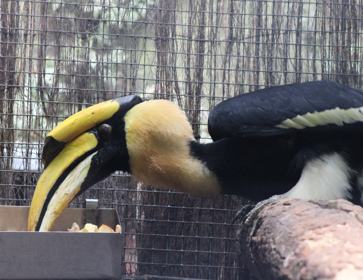 Great Indian hornbill